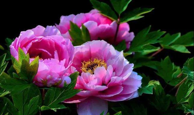 【“豫”見高端 “洛”賞牡丹】您有一封來自凌宇汽車的邀請(qǐng)函，請(qǐng)查收！